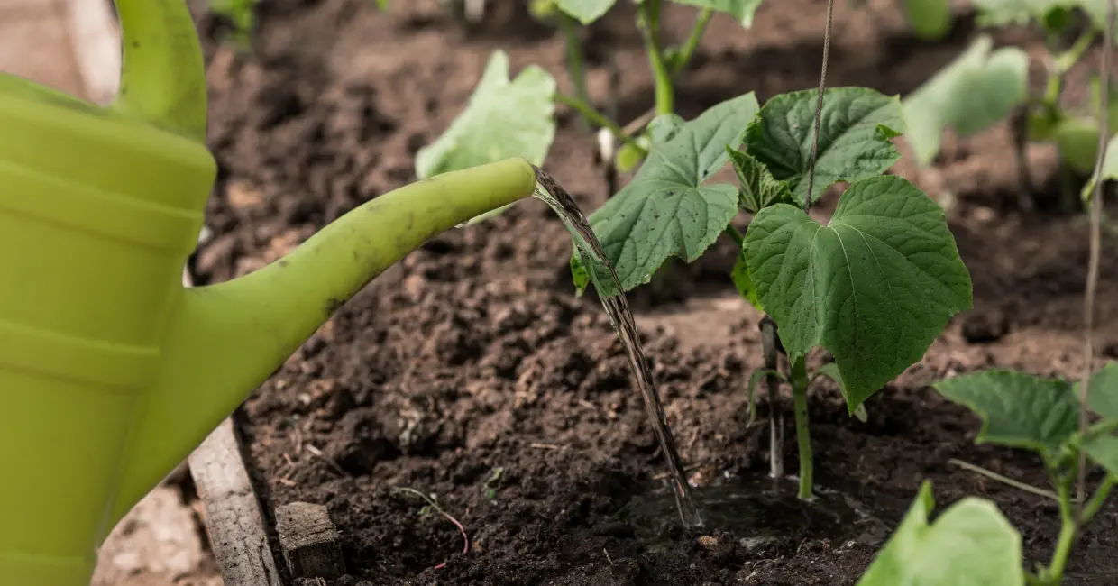 A picture of harvesting mini cucumbers with a sharp knife